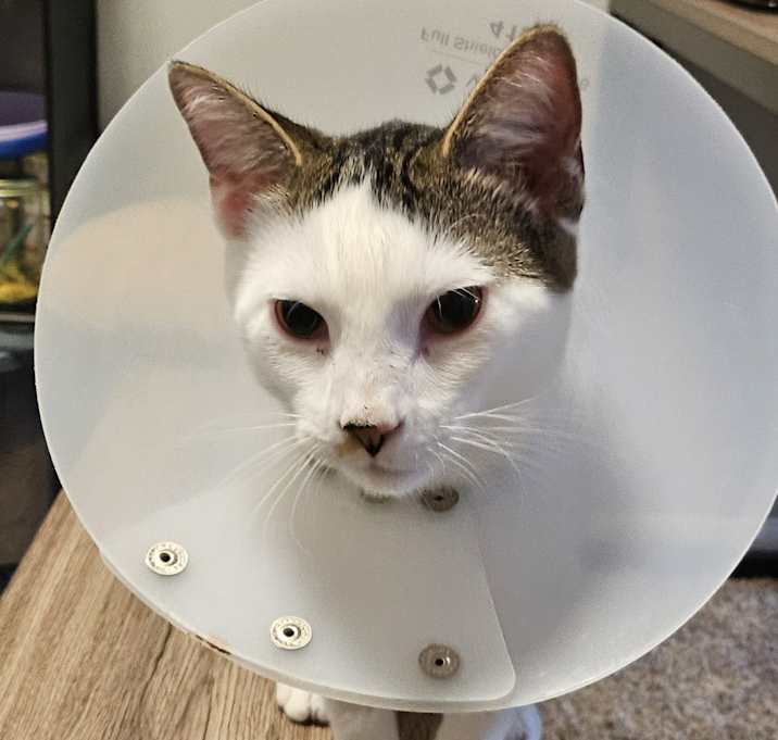 Photo of Jasper