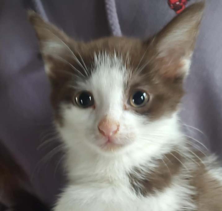 Photo of Cookie