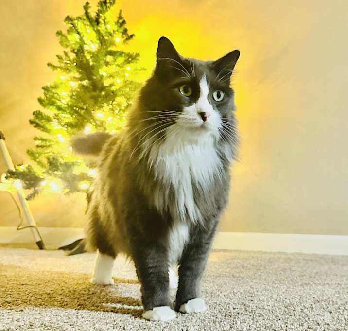 Photo of Simba