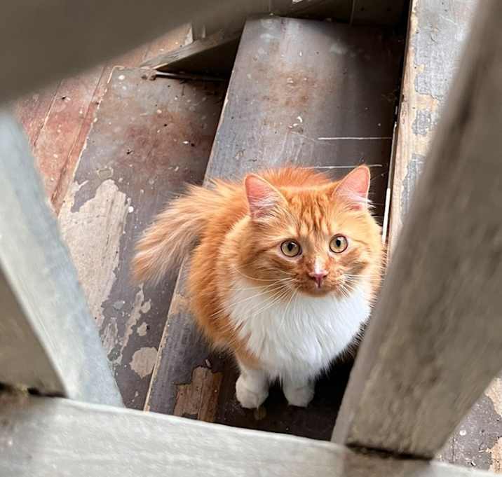 Photo of Harvey