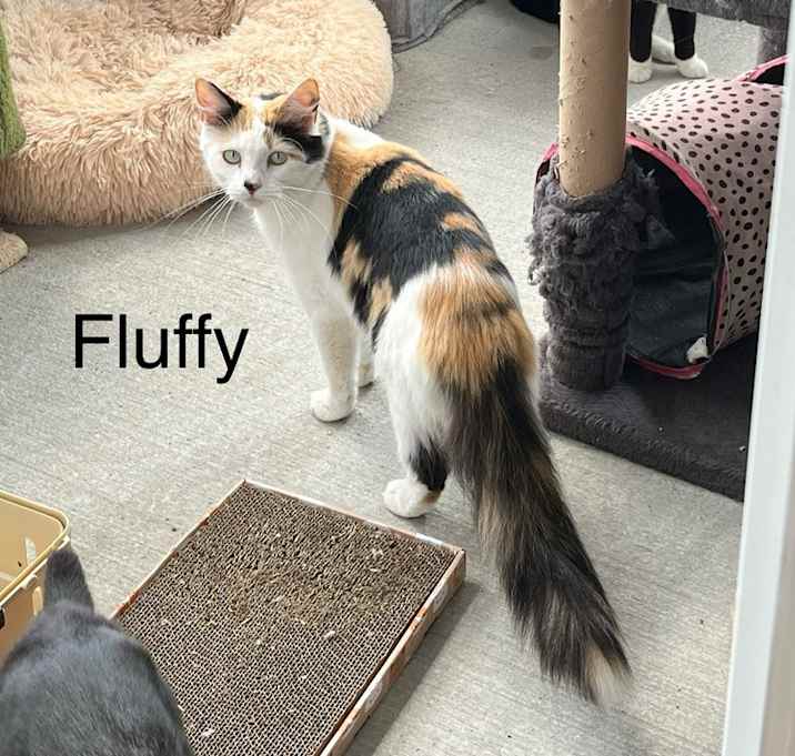 Photo of Fluffy