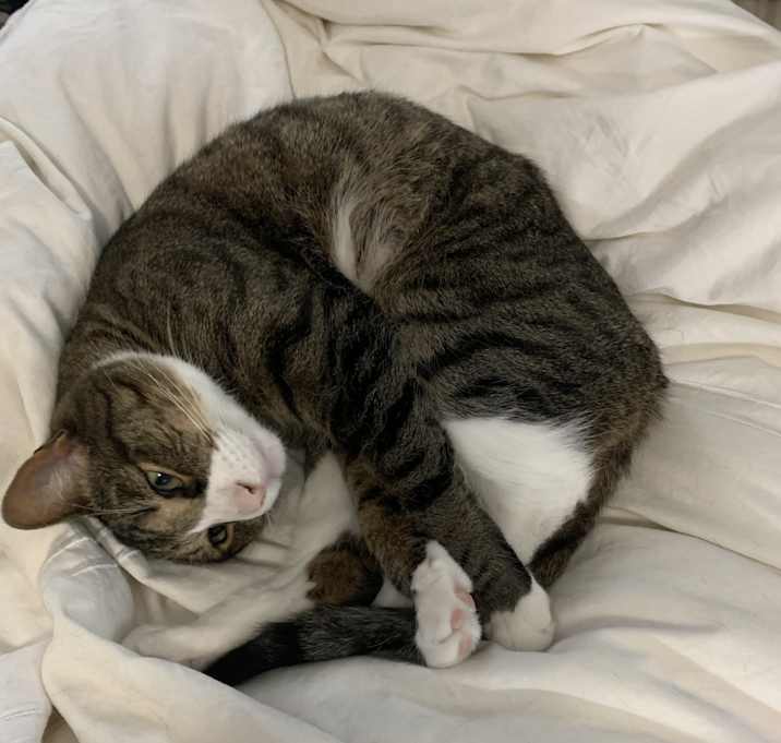 Photo of Riley