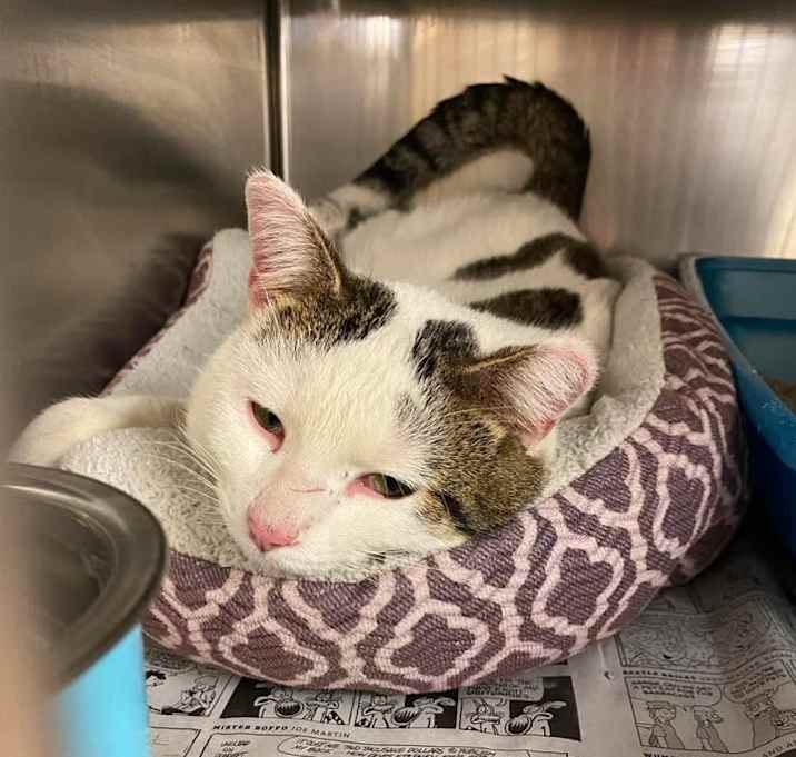 Photo of Mr. Pickles