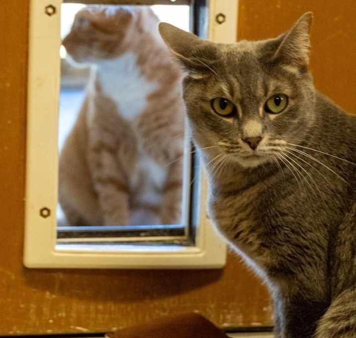 Photo of Lady