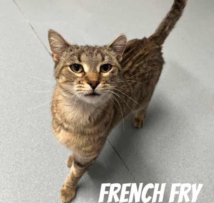 Photo of French Fry