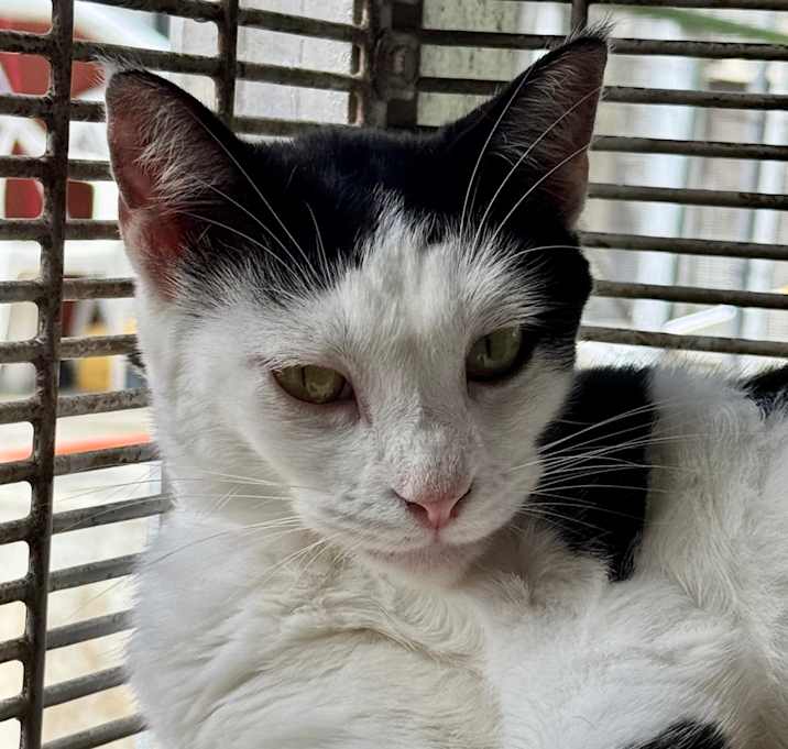 Photo of Cleo