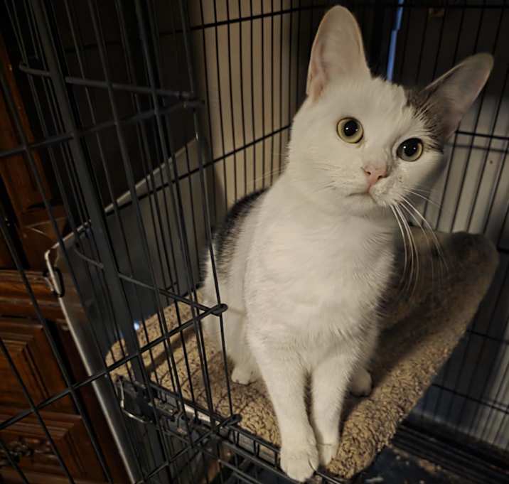 Photo of Honey