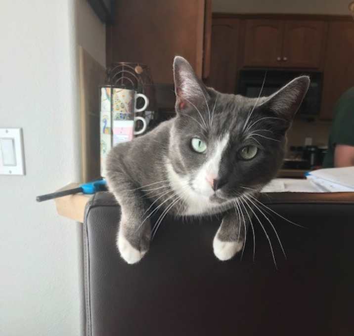 Photo of Simba