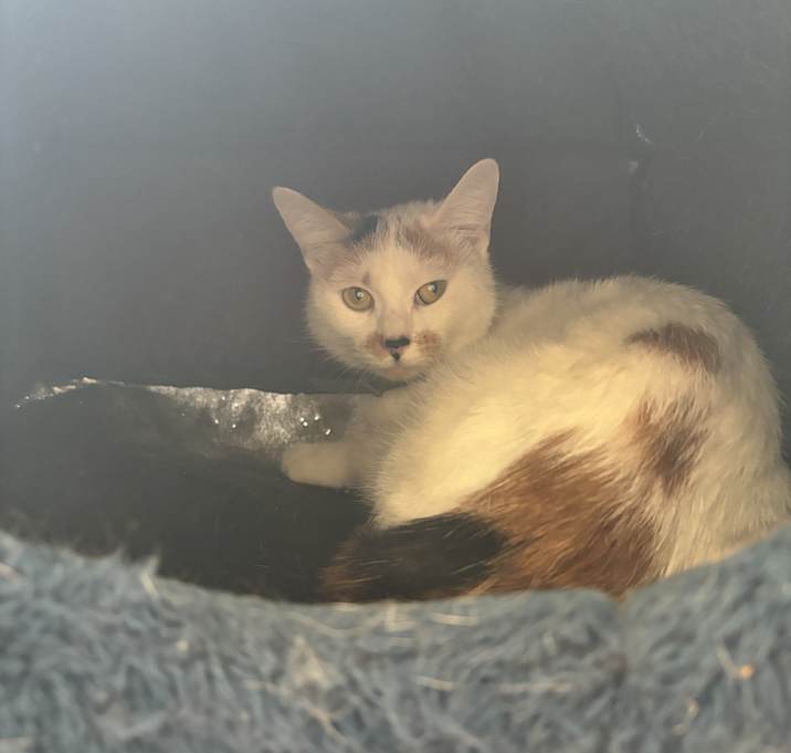 Photo of Pearl