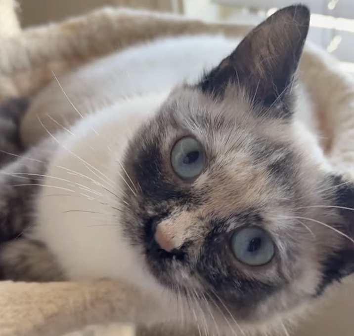 Photo of Juliet