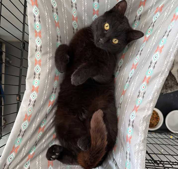 Photo of Midnight