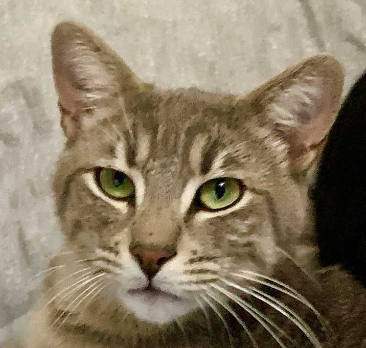 Photo of Colt