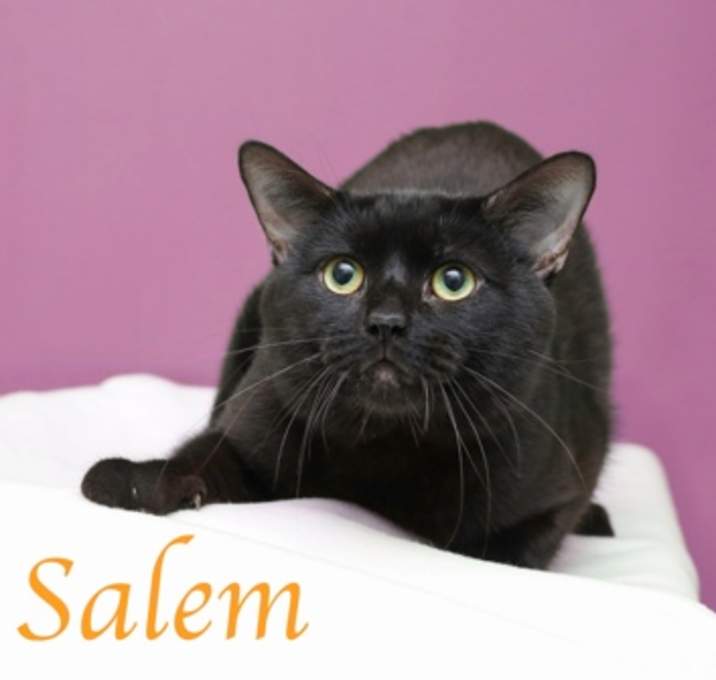 Photo of Salem