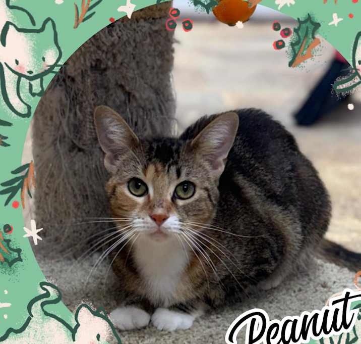 Photo of Peanut