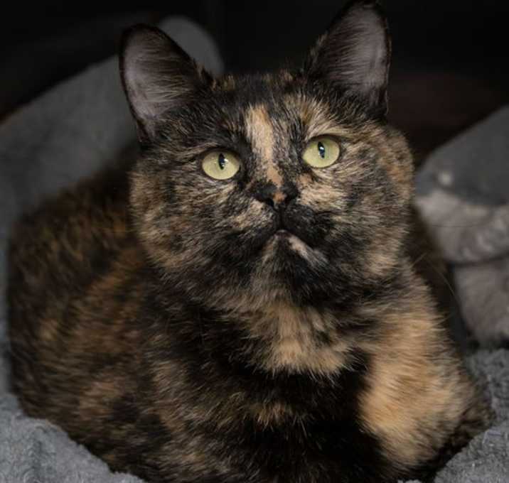 Photo of Abby
