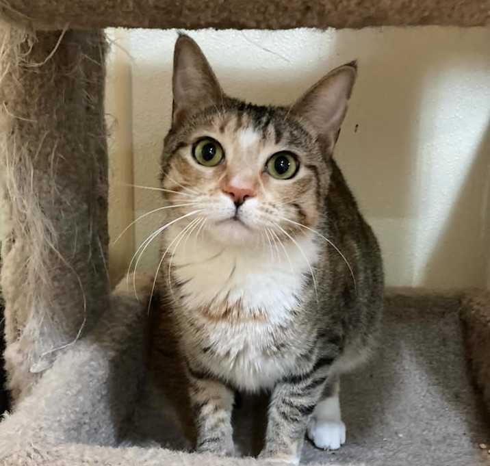 Photo of Pie