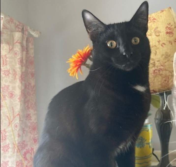 Photo of Black Jack