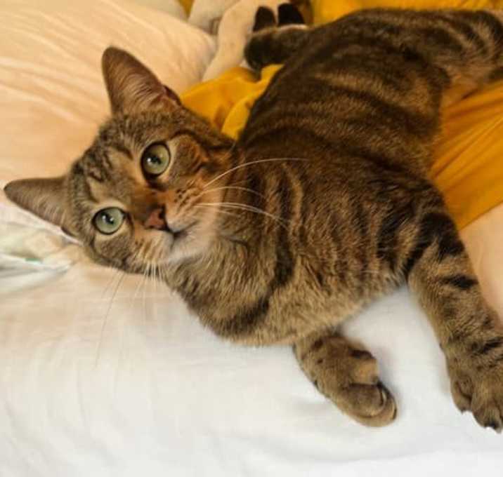 Photo of Beans