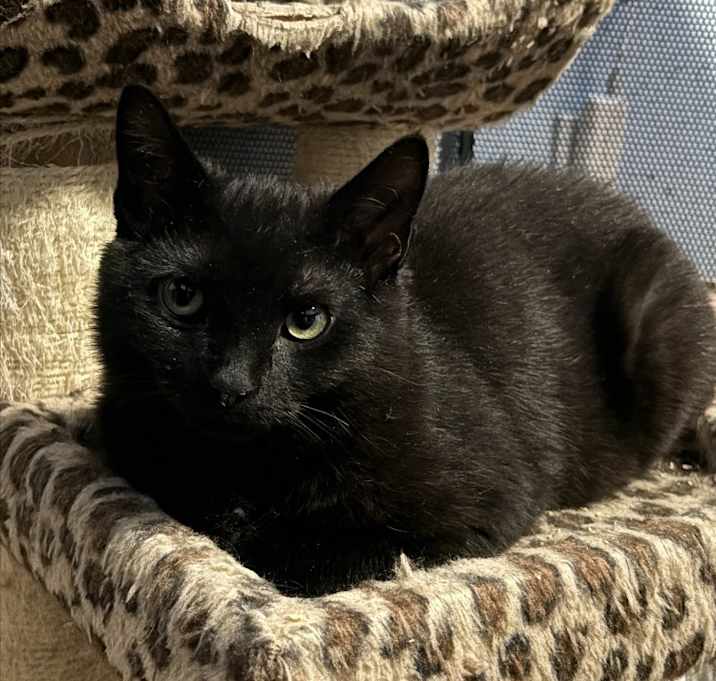 Photo of Thistle (Working Cat)