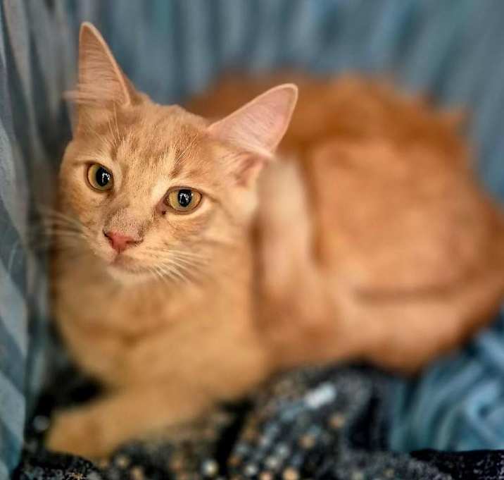Photo of Ruger