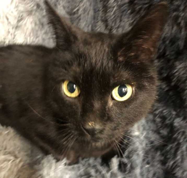 Photo of Thyone