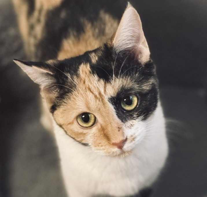 Photo of Colette