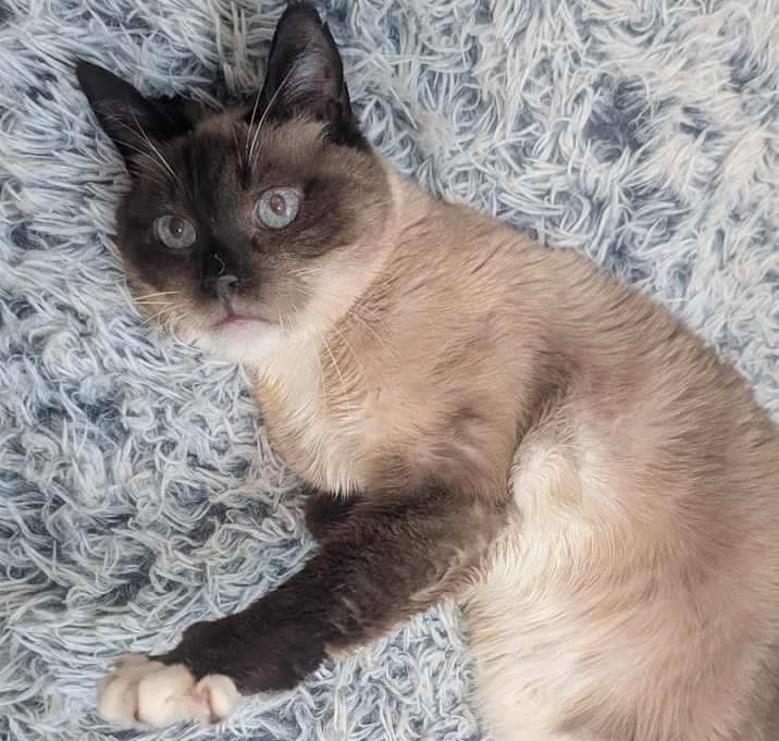 Photo of Mocha