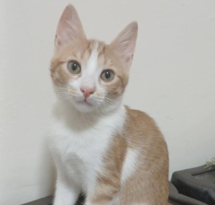 Photo of Mishmish