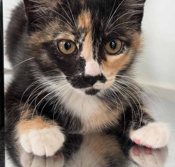 Photo of Emerald