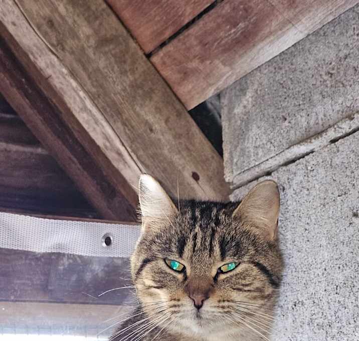 Photo of Gypsy