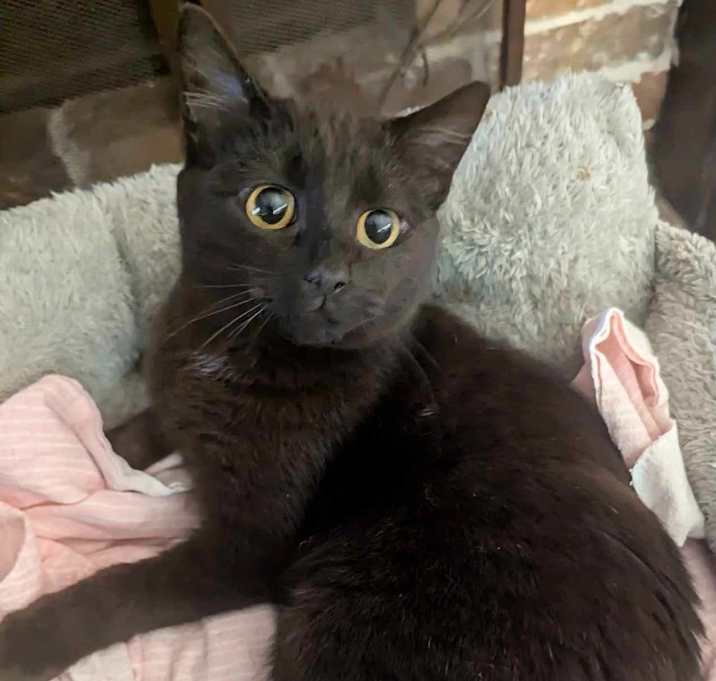 Photo of Pepper