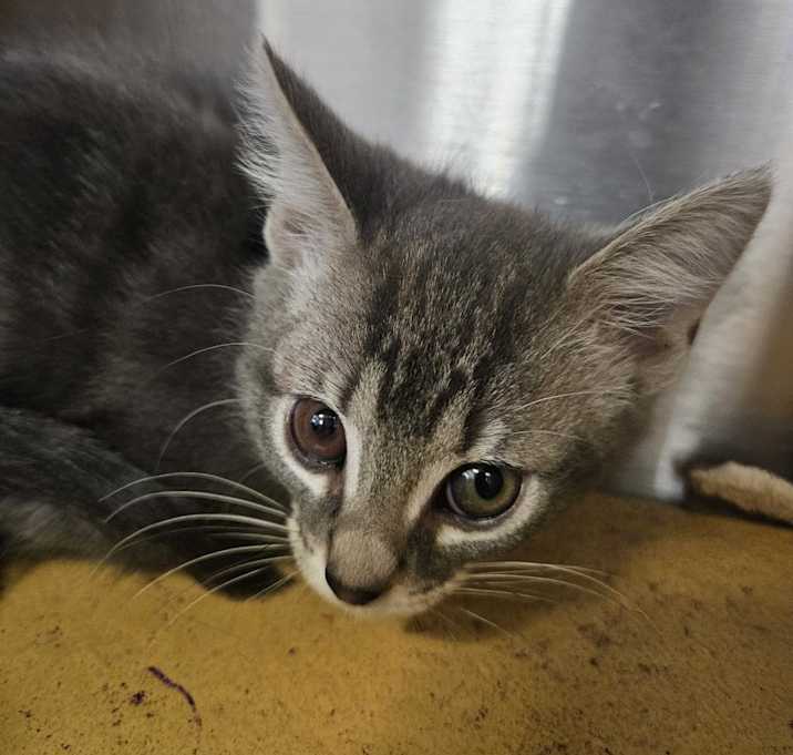 Photo of Hyperion
