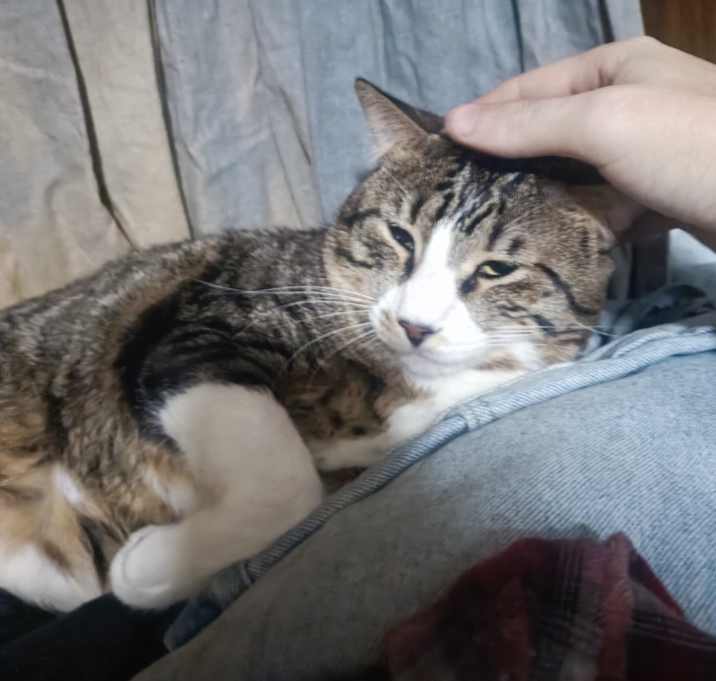 Photo of Toby