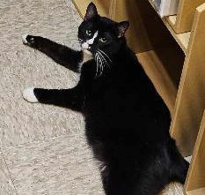 Photo of George the Cat