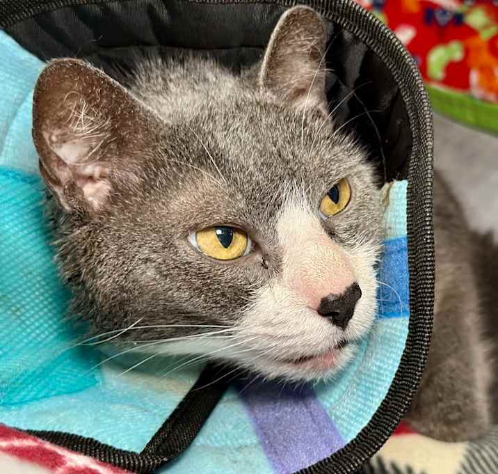 Photo of Mr. Meowagi