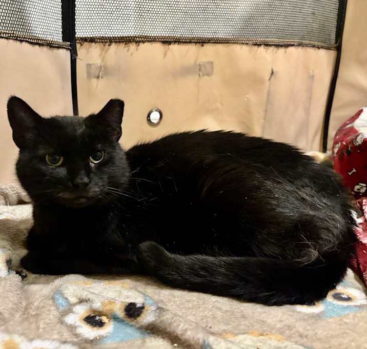 Photo of MIDNIGHT