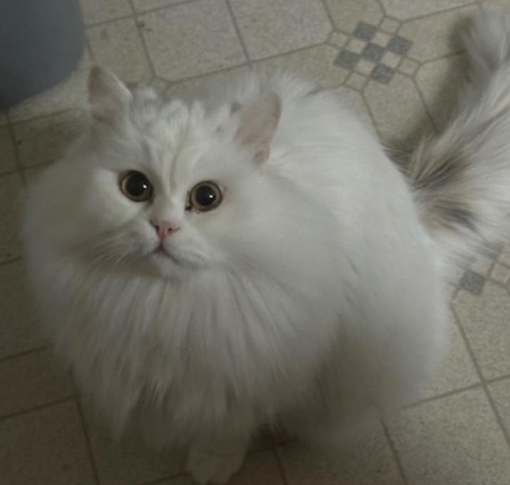 Photo of Cleo Shives (bonded w/Sugar Shives)