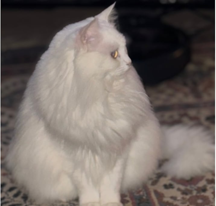 Photo of Sugar Shives (bonded w/Cleo Shives)