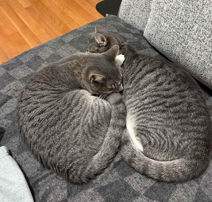 Photo of River (bonded w/ Duckie)