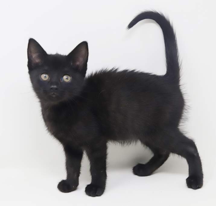 Photo of Gigglylegs