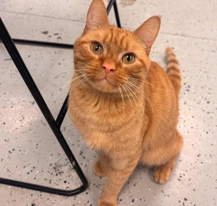Photo of Cheddar Bay Biscuit