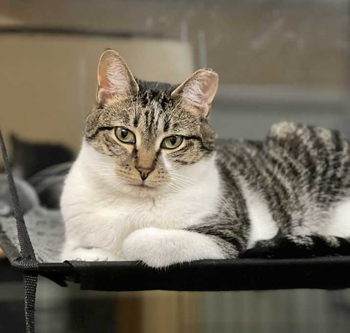 Photo of Bodhi