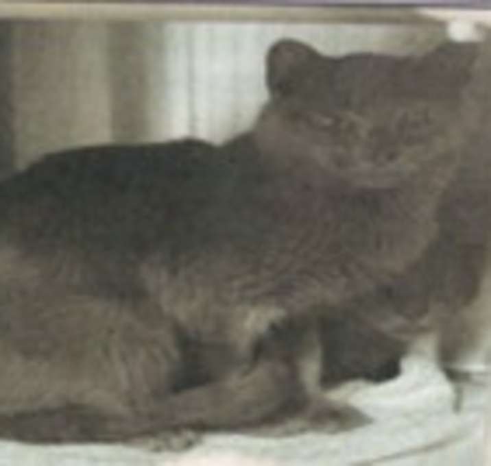 Photo of Shoney