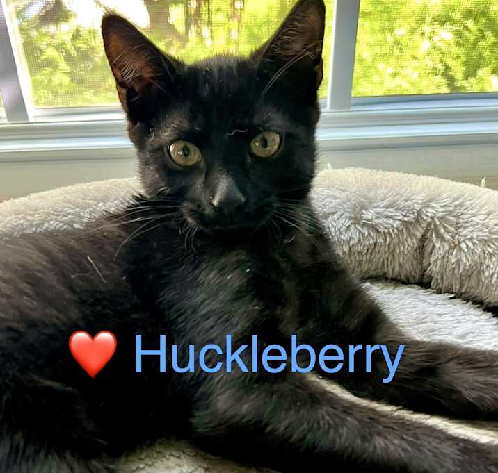 Photo of Huckleberry