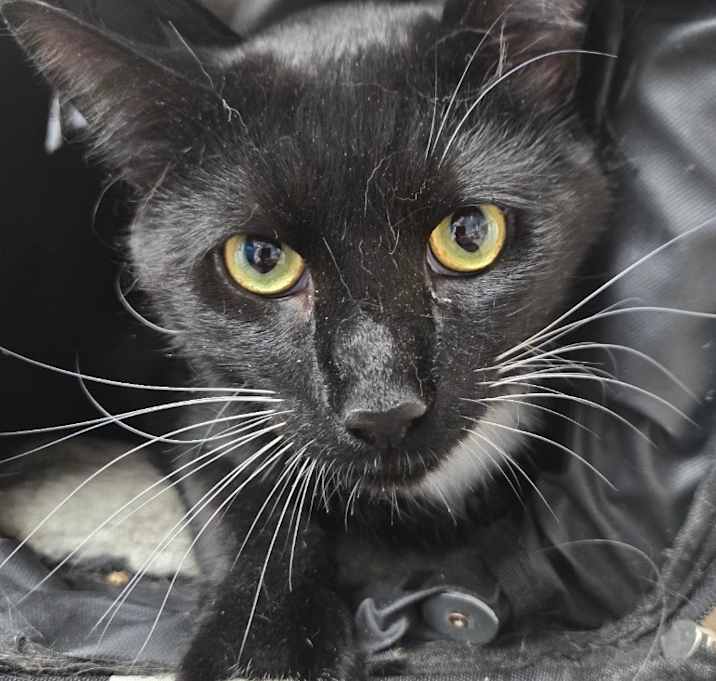 Photo of Lt. Fuzz