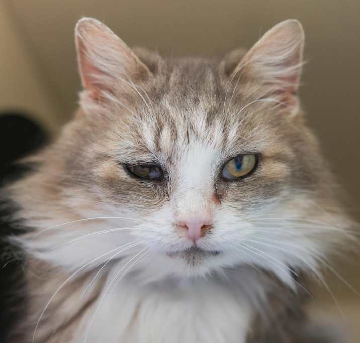 Photo of Blanche