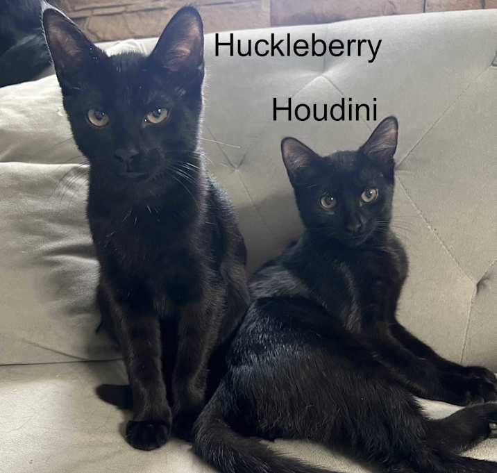 Photo of Houdini