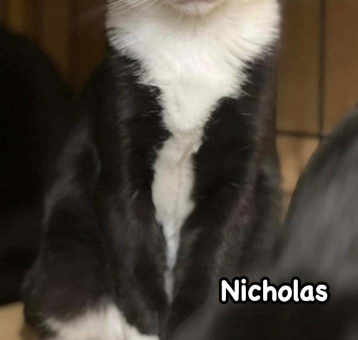 Photo of Nicholas and Elf