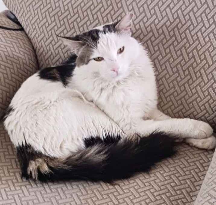 Photo of Dutch