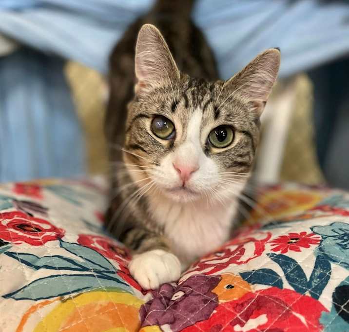 Photo of Artemis